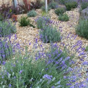Garten Hackschnitzel rindenfrei 1000 Liter BigBag