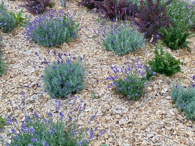 Garten Hackschnitzel rindenfrei 1500 Liter BigBag – Bild 3